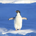 The real-time Penguin algorithm is finally here!